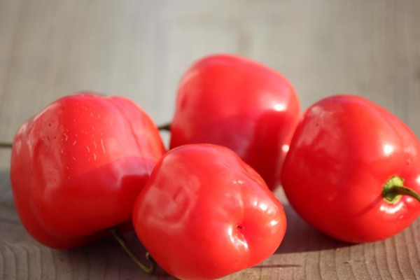 Baumpaprika Chili - Rojo - Mazano rot