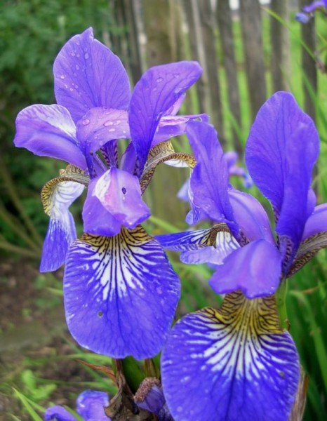 Iris - Garteniris