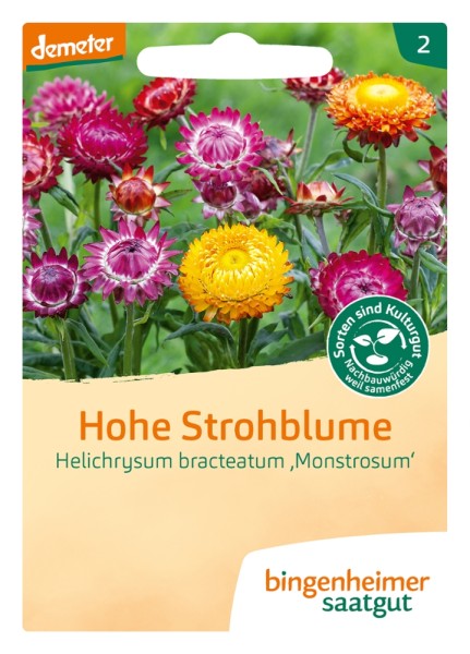 Hohe Strohblume - Bio -