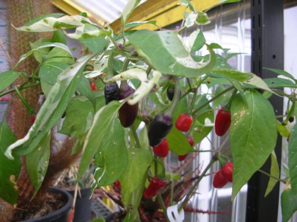 Chili - Tricolor variegata