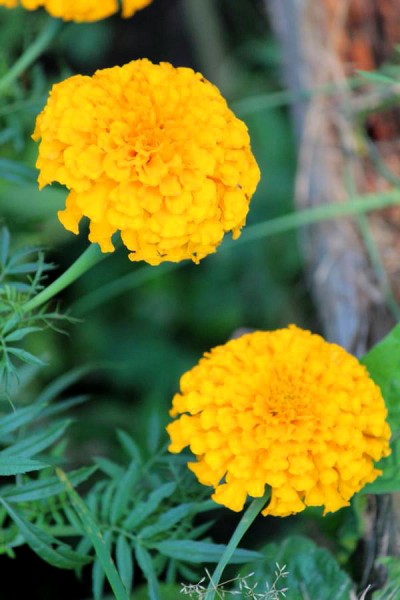 Orange Ball - Marigold - Tagetes