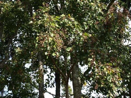 Japanischer Rosinenbaum - Japanischer Mahagoni