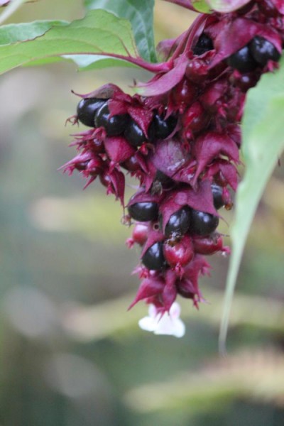 10 Samen Himalaya-Geissblatt,Karamellbeere,Leycesteria formosa # 151 