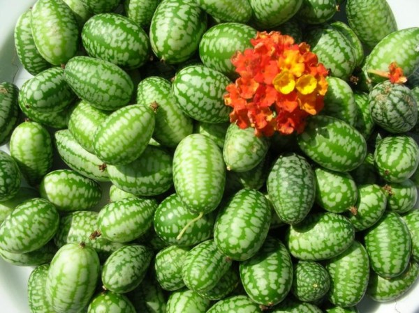 Mexikanische Mini-Gurke