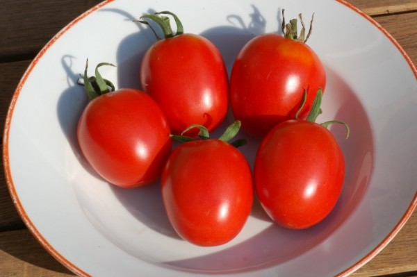 Tomate “Omas Beste“