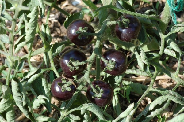 Tomate “Helsing Junction Blues“ Schwarz Violett Cocktailtomate