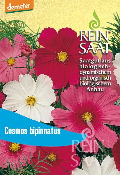 Cosmea, Schmuckkörbchen - Cosmos bipinnatus, Mischung - Bio