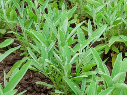 Salvia officinalis - Salbei - Bio
